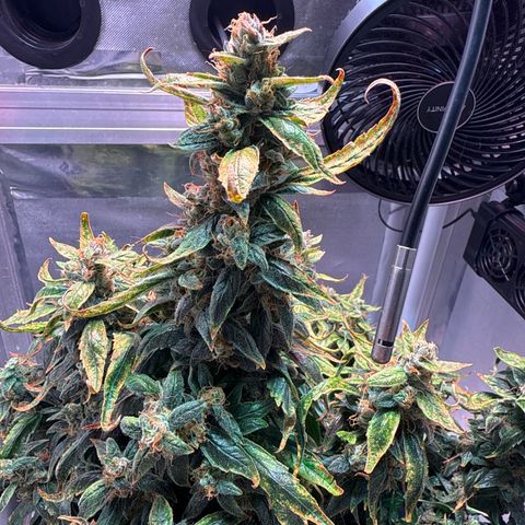 Gorilla Zkittlez Auto growlog timeline photo