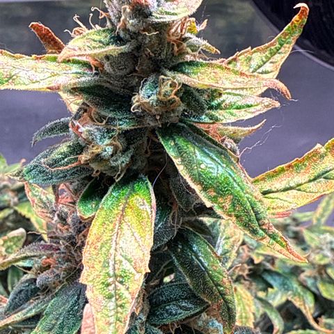 Gorilla Zkittlez Auto growlog timeline photo