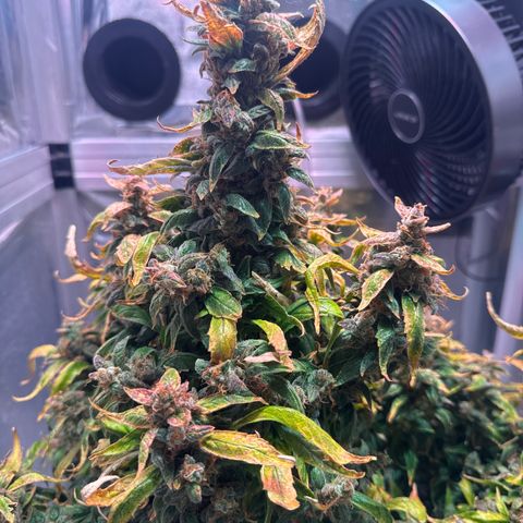 Gorilla Zkittlez Auto growlog timeline photo
