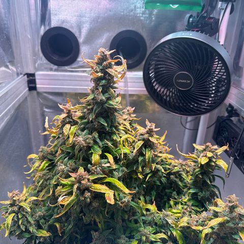 Gorilla Zkittlez Auto growlog timeline photo