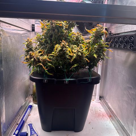 Gorilla Zkittlez Auto growlog timeline photo