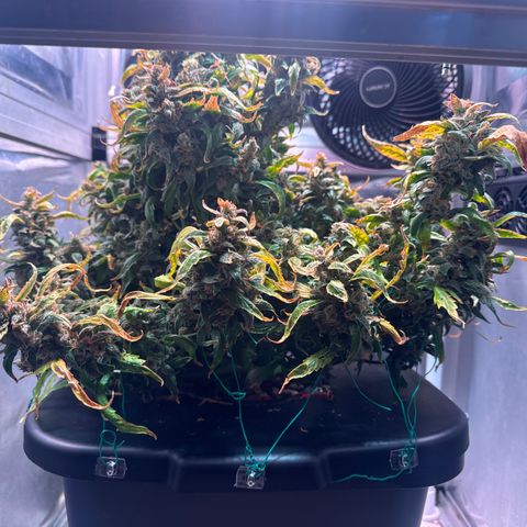 Gorilla Zkittlez Auto growlog timeline photo