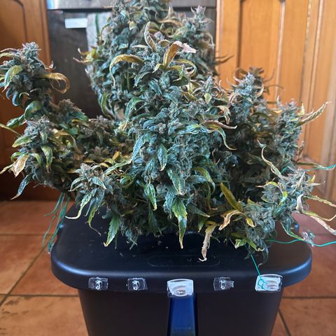 Gorilla Zkittlez Auto growlog timeline photo