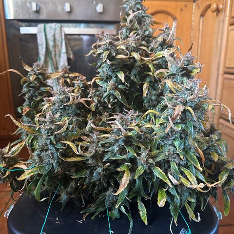 Gorilla Zkittlez Auto growlog timeline photo