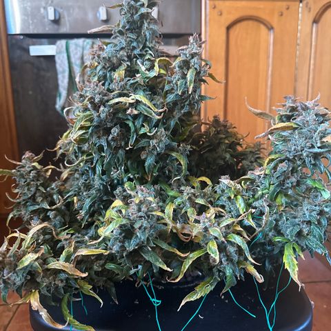 Gorilla Zkittlez Auto growlog timeline photo