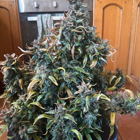 Gorilla Zkittlez Auto growlog timeline photo