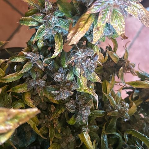 Gorilla Zkittlez Auto growlog timeline photo