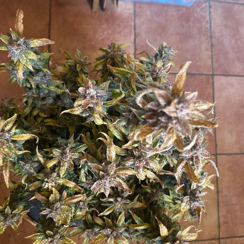 Gorilla Zkittlez Auto growlog timeline photo
