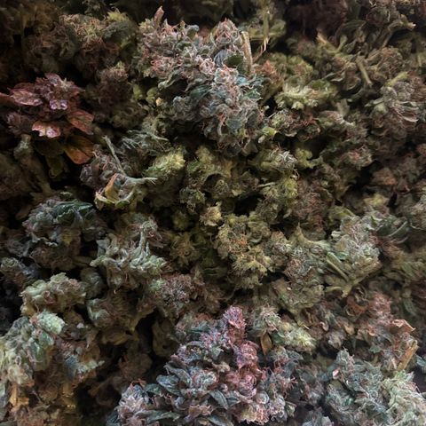Gorilla Zkittlez Auto growlog timeline photo