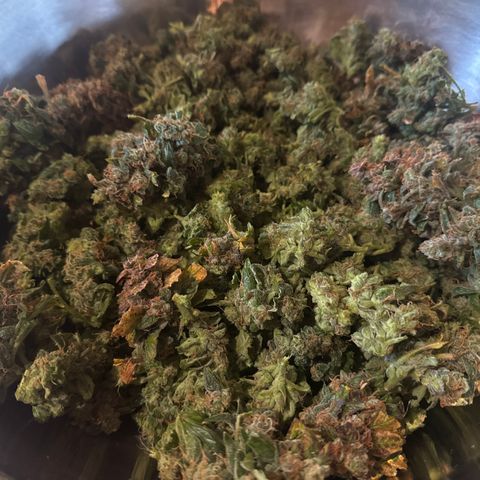 Gorilla Zkittlez Auto growlog timeline photo