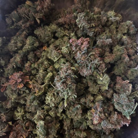 Gorilla Zkittlez Auto growlog timeline photo