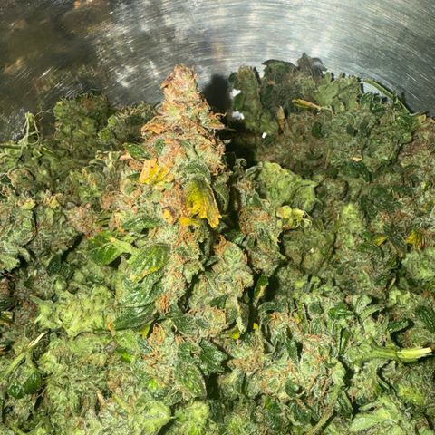 Gorilla Zkittlez Auto growlog timeline photo