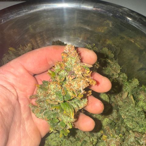 Gorilla Zkittlez Auto growlog timeline photo