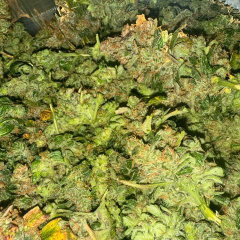 Gorilla Zkittlez Auto growlog timeline photo
