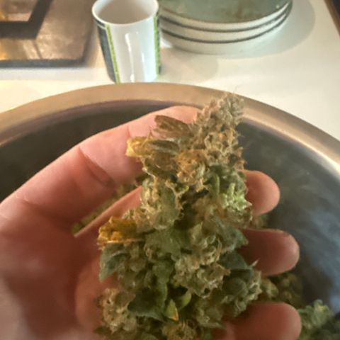 Gorilla Zkittlez Auto growlog timeline photo