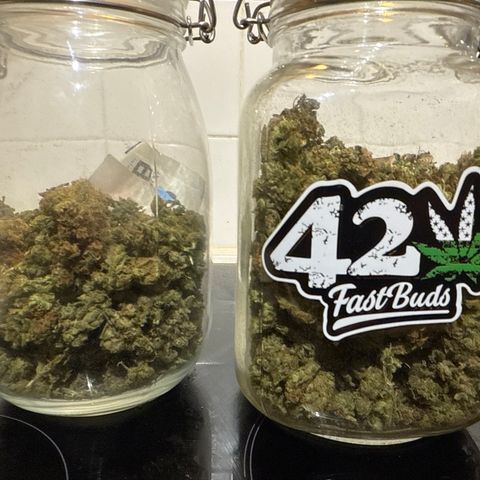 Gorilla Zkittlez Auto growlog timeline photo