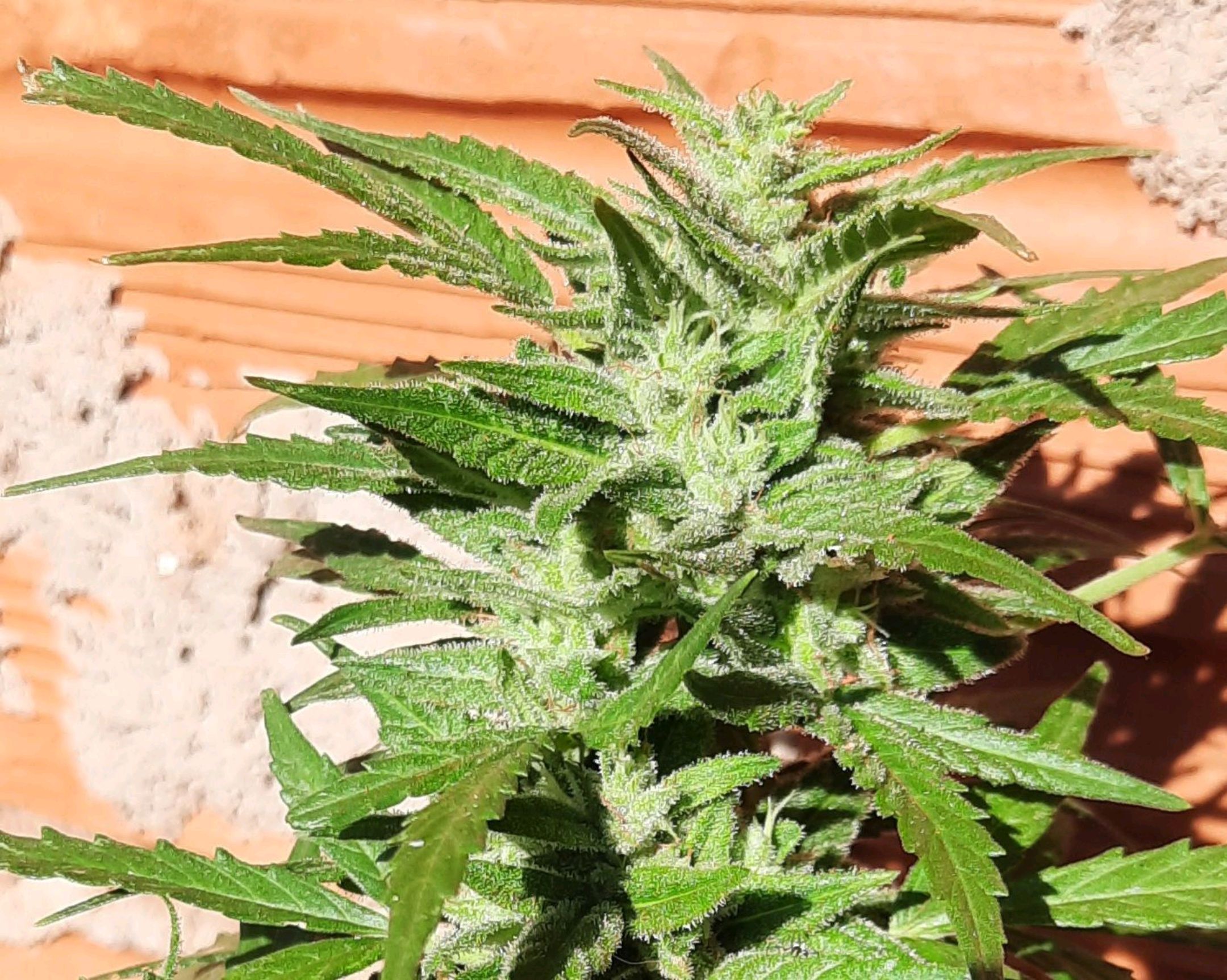 Gorilla glue #4 growlog header