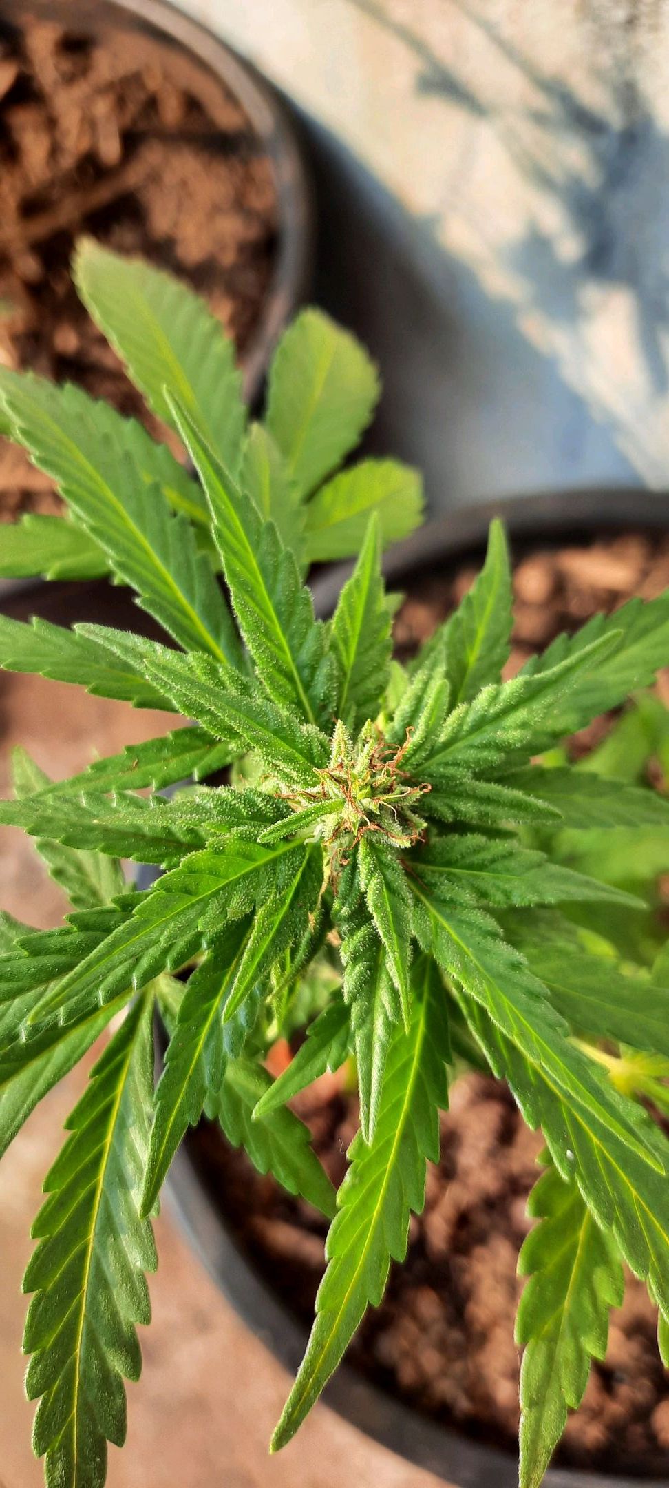 Green Crack Auto growlog header