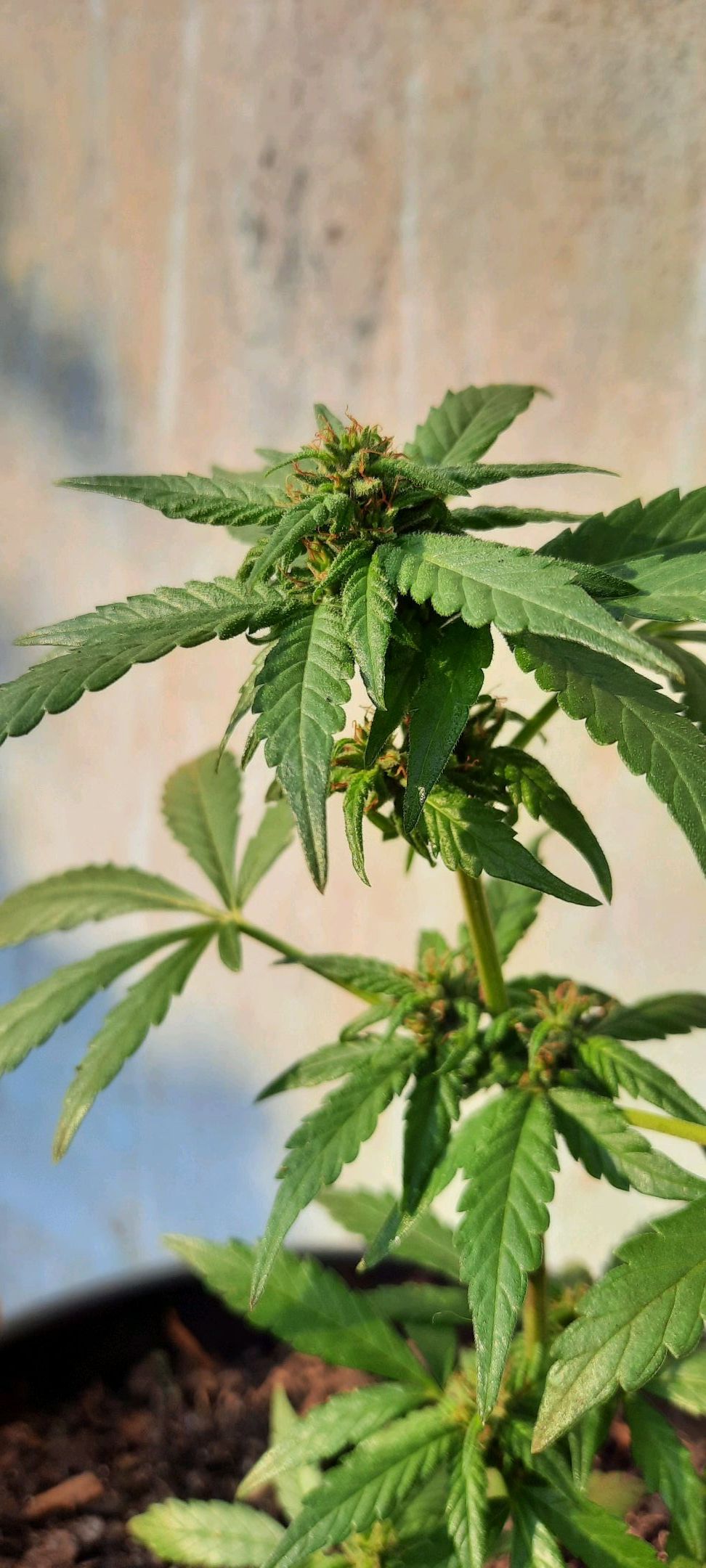 Auto Critical Orange Punch growlog header