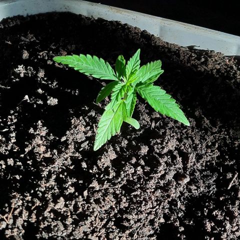 Gorilla glue #4 growlog photo
