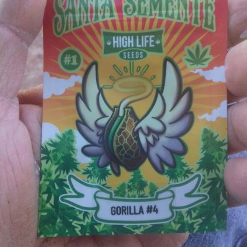 Gorilla glue #4 growlog photo