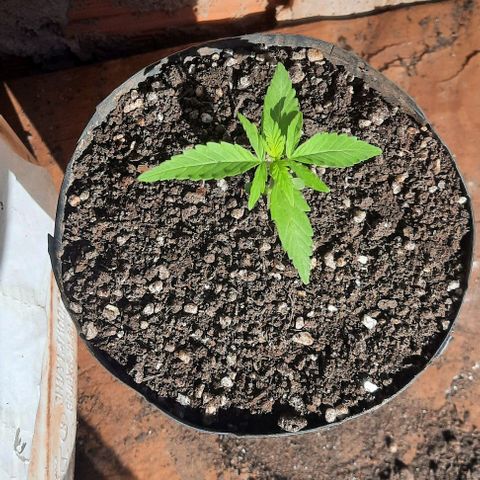 Gorilla glue #4 growlog photo