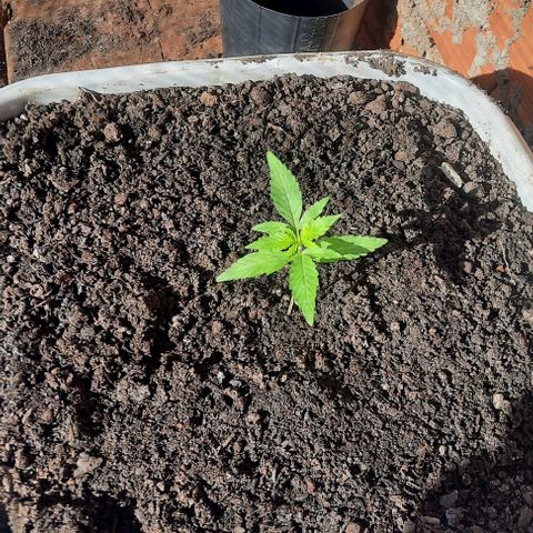 Gorilla glue #4 growlog photo