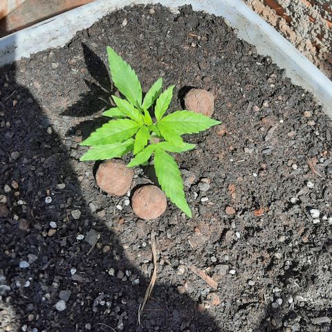 Gorilla glue #4 growlog photo: Dia 19 