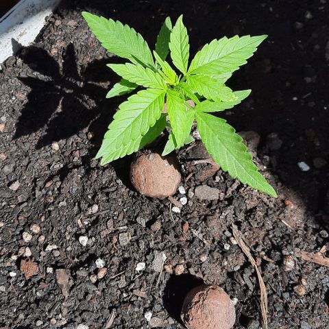 Gorilla glue #4 growlog photo