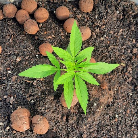 Gorilla glue #4 growlog timeline photo