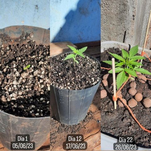 Gorilla glue #4 growlog timeline photo