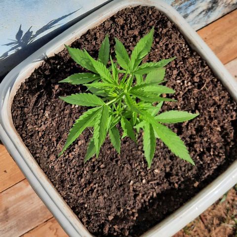 Gorilla glue #4 growlog photo: Dia 28 