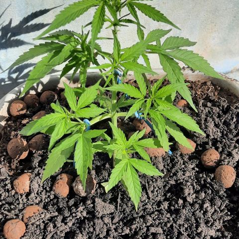 Gorilla glue #4 growlog photo: Dia 32 
Amarras lst, sem podas, só desfoliação