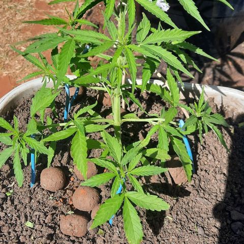 Gorilla glue #4 growlog photo: 37 dias
Rega dia si dia não 
2ltr