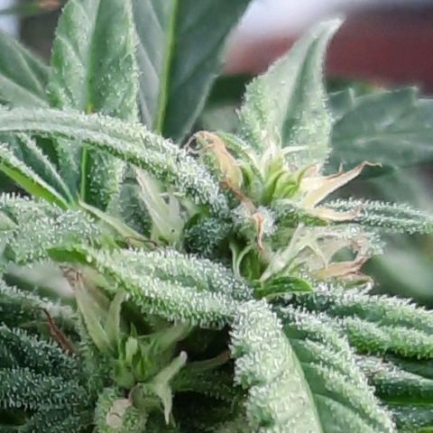 Gorilla glue #4 growlog photo: 3 semanas de flora