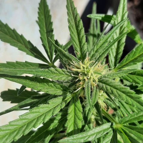 Gorilla glue #4 growlog photo: 3 semanas de flora