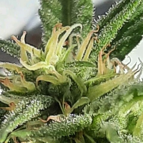 Gorilla glue #4 growlog photo: 3 semanas de flora