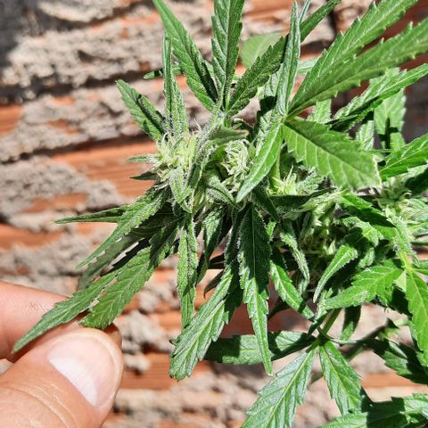 Gorilla glue #4 growlog timeline photo