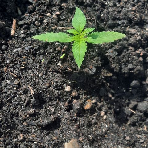 Auto Critical Orange Punch growlog photo
