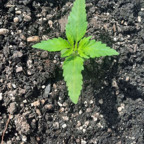 Green Crack Auto growlog photo