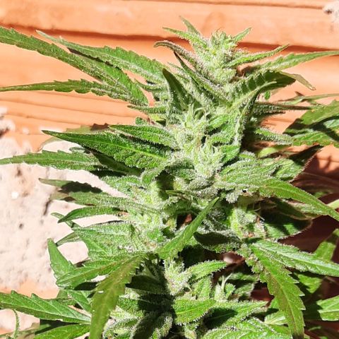 Gorilla glue #4 growlog photo: 65 dias de vida 💥
