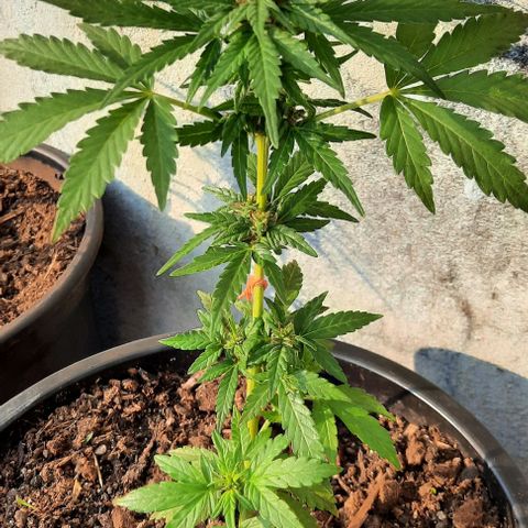 Green Crack Auto growlog photo