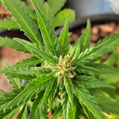 Green Crack Auto growlog photo
