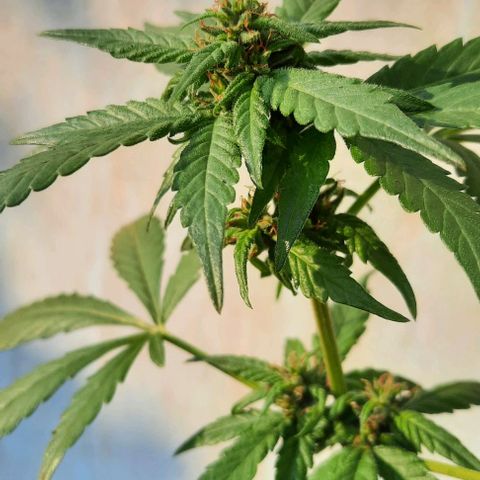 Auto Critical Orange Punch growlog photo