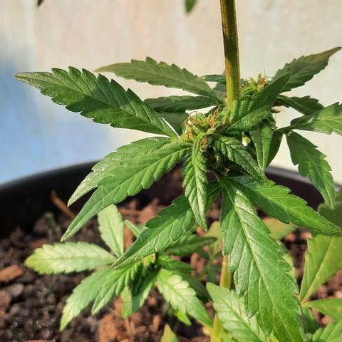 Auto Critical Orange Punch growlog photo