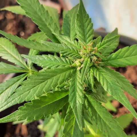 Auto Critical Orange Punch growlog photo