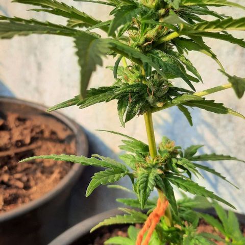 Green Crack Auto growlog photo