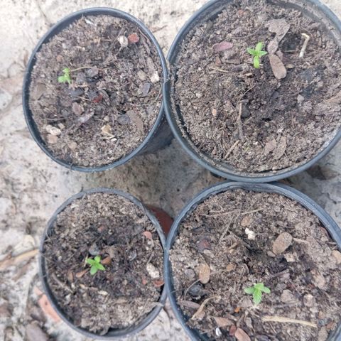 Genética desconhecida growlog photo: Plantas que recebi do maluco papa bode, hoje dos um transplante, peguei ela muito debilitadas, estava com um caule muito esticado, sinal de falta de sol.