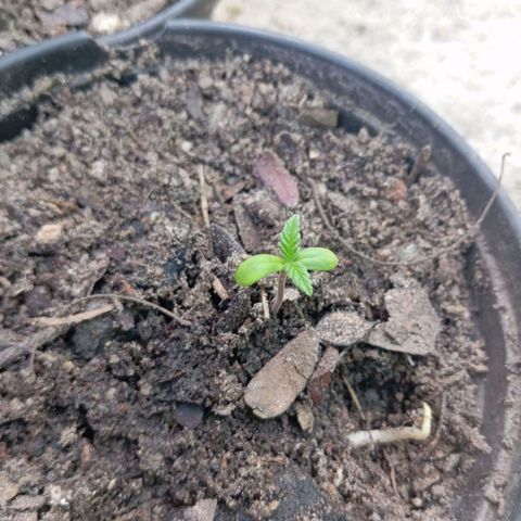 Genética desconhecida growlog timeline photo