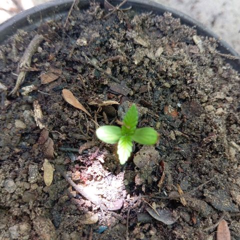 Genética desconhecida growlog timeline photo